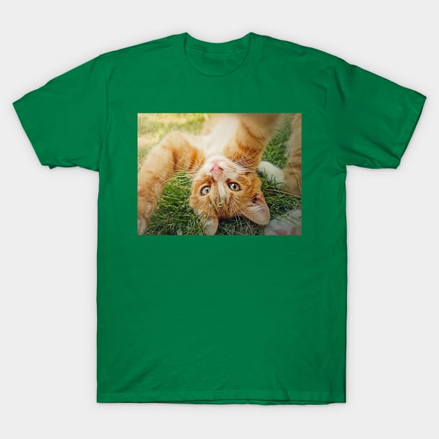 Playful orange kitten T-Shirt by psychoshadow